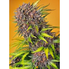 Diablo Rojo XL Auto, Фасовка: 5+2